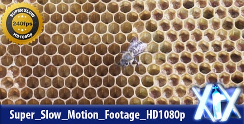 Honeybee Crawling on Golden Honeycomb Frame