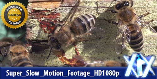 Bees Swarming Around a Honeycomb in Sunlight
