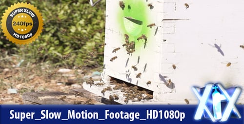 Bees Swarming Around a White Beehive in Sunlight