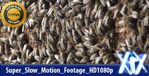 Bees Crawling on Honeycomb in the Daylight