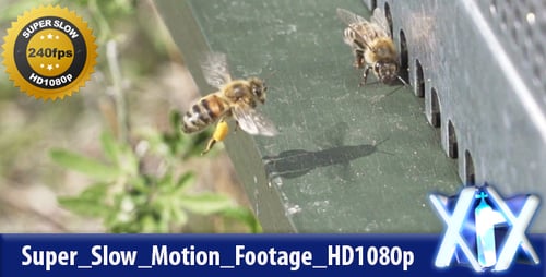 Bees Going in and Out of Bee Hive