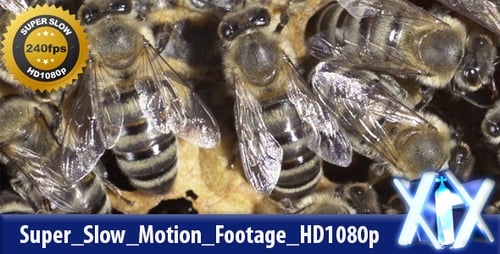 Bees on Honeycomb Moving Busily in Close Up