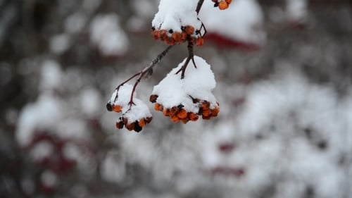 Snow Covered Berries on a Branch