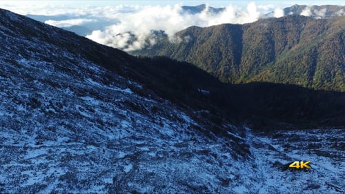 Aerial First Snow in Forest