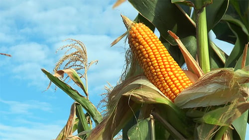 Corn on the Stalk in the Field