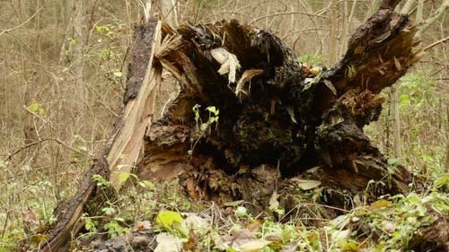 Decaying Tree Trunk in Autumn Forest