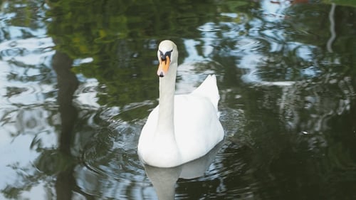 Cygne blanc