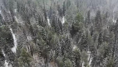 Drone Flying Above Pine and Spruce Winter Forest in Snowy Weather