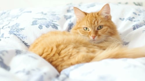 Fluffy Orange Cat Resting on Bed