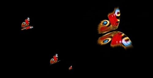 Papillons paon - Loop