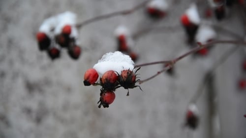 Rosehip Berries Covered In Snow At Wintertime.