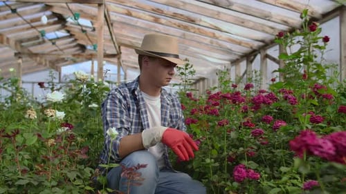 Young Man Tending Roses in a Greenhouse