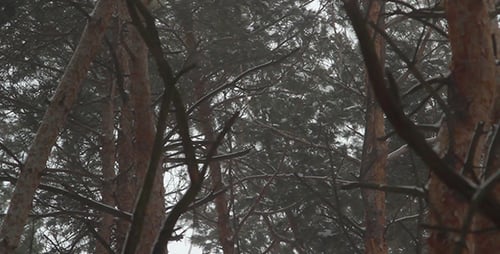 Snow Pines Paket 01