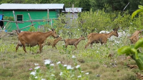 Herd Of Goats Are On The Meadow