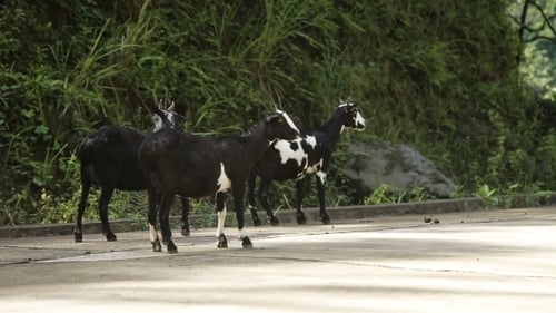 Goats On The Side Of The Road