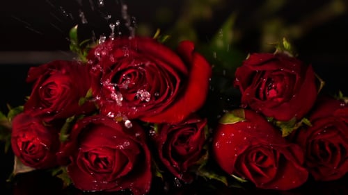 Fallende Rose