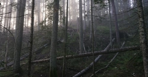 A Mystical Forest With Fog
