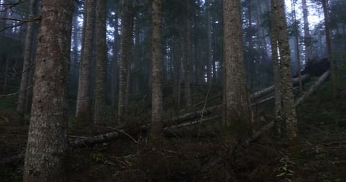 A Mystical Forest With Fog