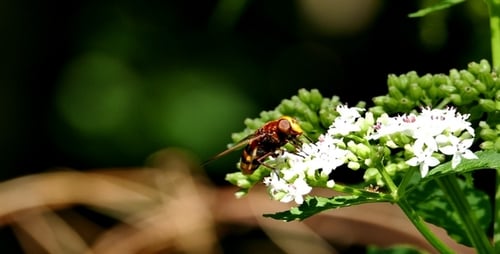 Forest Fly 2