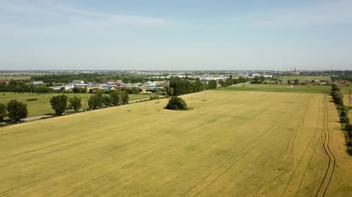 Wheat Field. Golden Ears of Wheat on the Field. Wheat Field Aerial View.