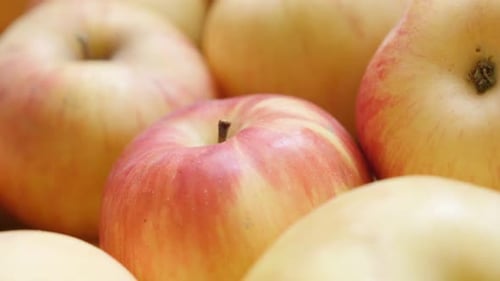 Organic fresh apple pile close-up 4K 2160p UHD panning footage - Background made of Malus pumila do