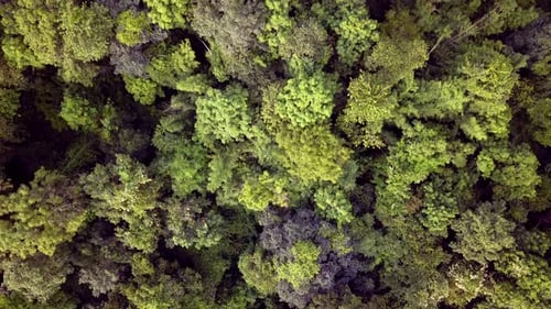 Aerial 4k footage from a drone above a tropical rain forest in Thailand.