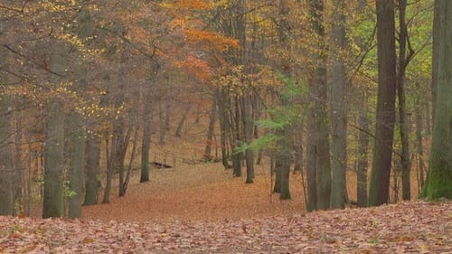 Autumn Forest with Colorful Leaves and Trees