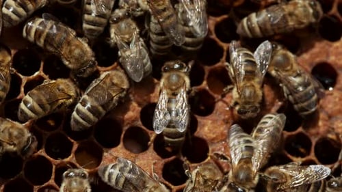Bees Seal the Honeycomb in Apiary. Life of Apis Mellifera. Concept of Honey, Apiculture, Beehive