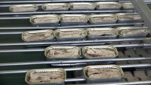 Canning Process of Fish on a Conveyor Belt
