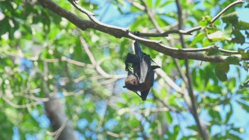 Fruit Bat Resting Upside Down on Tree Branch
