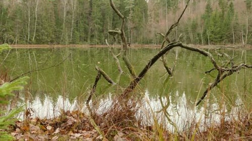 Lago muerto