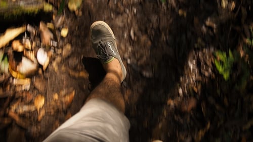 Im Wald spazieren