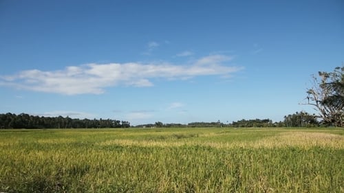 Rice Fields In The Philippines