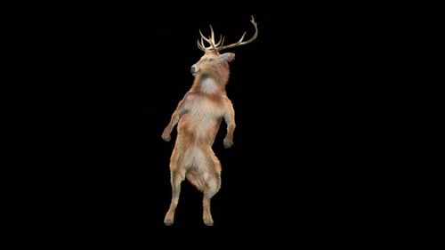 Dancing Deer 3D Animation with Alpha Channel