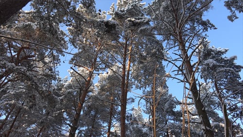 Wald im Winter 4