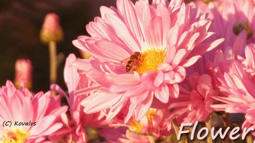 Insect Crawling on a Beautiful Pink Flower
