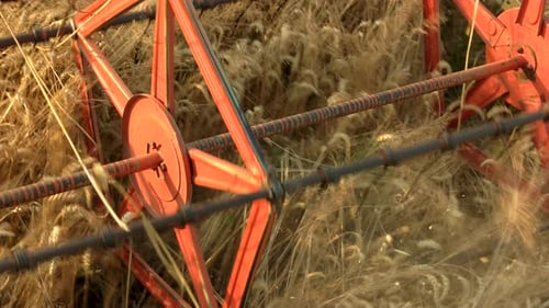 Combine Harvesting Wheat Field, Close Up