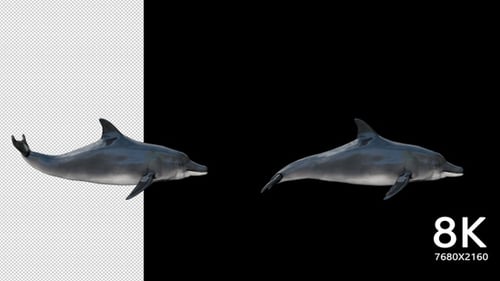 8K Dolphin Swim