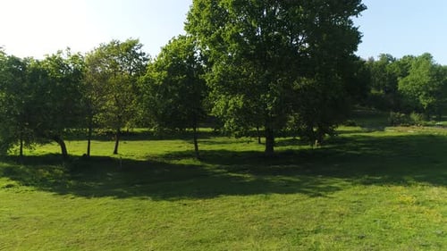 Frühlingswald