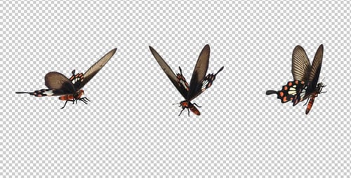Realistic Butterfly Flying with Alpha Channel