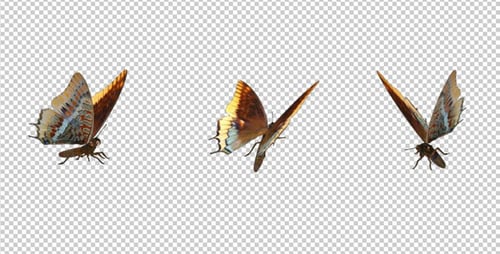 Flying Butterfly - Foxy Emperior