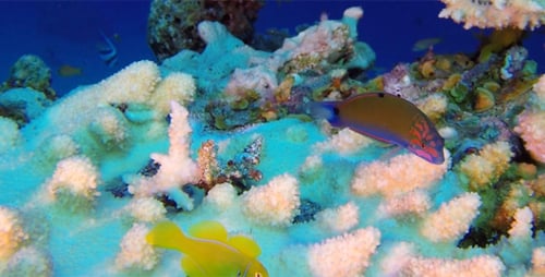 Underwater Colorful Clown Goby and Table Coral