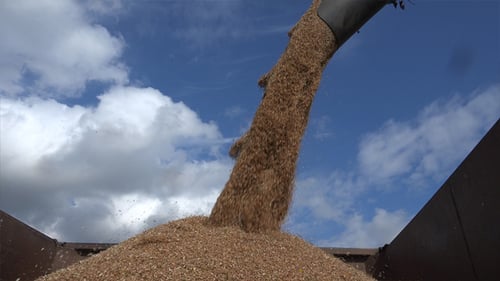 Unloading Grain To The Truck 9