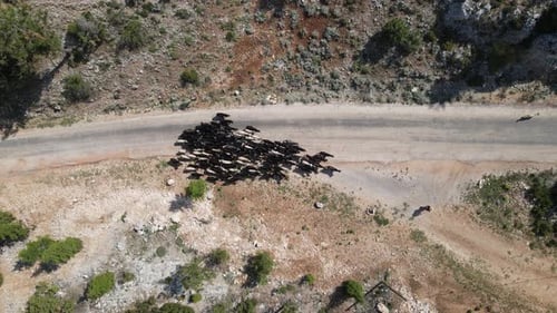 Aerial Herd Of Goats On Road