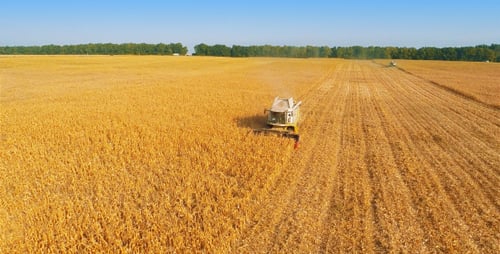 Combine Harvester Harvesting Golden Wheat Field