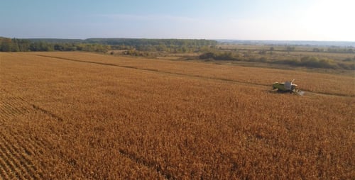 Aerial View of a Golden Wheat Field Harvest