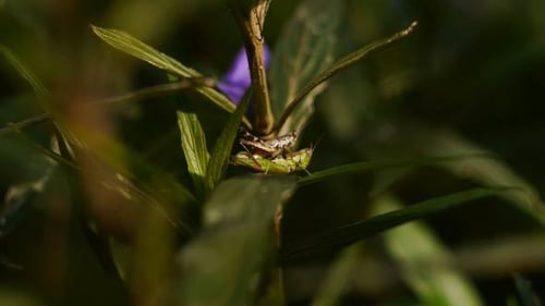 Grasshoppers Mating on Plant Leaves in Nature