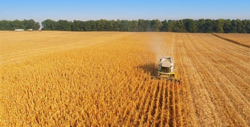 Harvesters Work on Cornfield 5