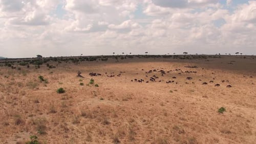 Wildebeest Herd Grazing on Dry African Savanna