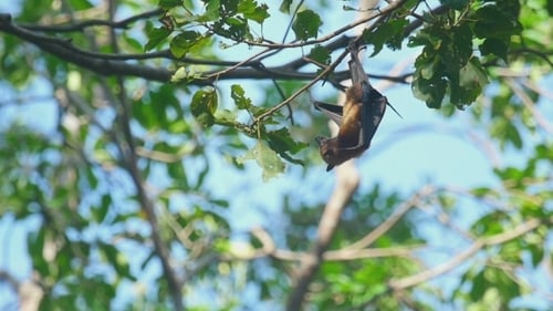 Flying Fox hängt an einem Ast